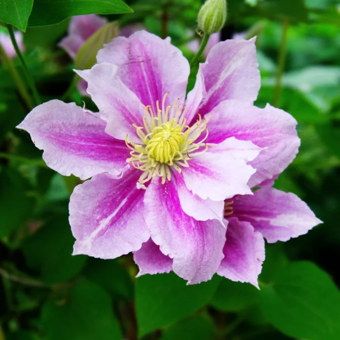 Clematis Piilu 708665845 SHUT sqWeb • Ελληνικές Ορχιδέες • Μοναδικές ορχιδέες με στυλ και αρώματα!