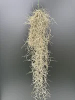 Airplants Tillandsia Usneoides - Image 2