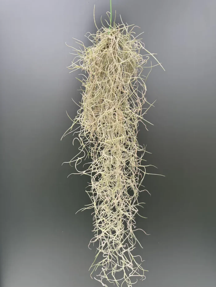Airplants Tillandsia Usneoides - Image 2