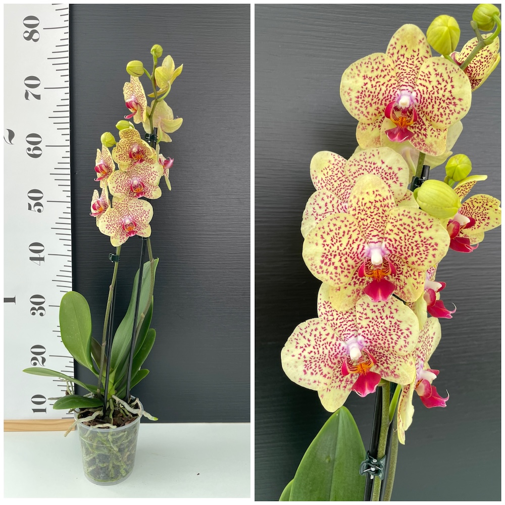 IMG_7293 Ορχιδέα Phalaenopsis Fancy Freckles - Image 1