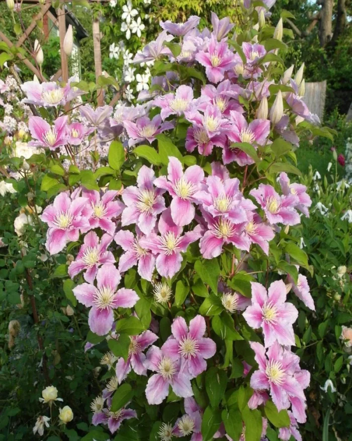 clematis piilu p1534 13602 image • Ελληνικές Ορχιδέες • Μοναδικές ορχιδέες με στυλ και αρώματα!