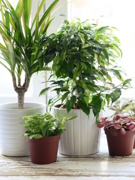 plants • Ελληνικές Ορχιδέες • Μοναδικές ορχιδέες με στυλ και αρώματα!