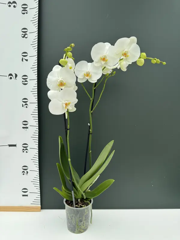 IMG_2682 IMG 2682 • Ελληνικές Ορχιδέες • Μοναδικές ορχιδέες με στυλ και αρώματα!