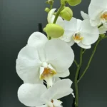 Ορχιδέα Phalaenopsis - White