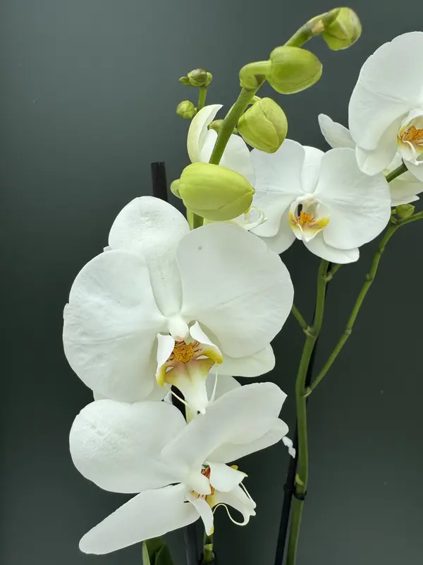 IMG_2683 IMG 2683 • Ελληνικές Ορχιδέες • Μοναδικές ορχιδέες με στυλ και αρώματα!