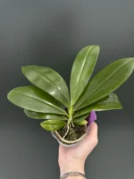 Ορχιδέα Phal. tetraspis 'C2' - Image 2