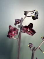 Ορχιδέα Phalaenophis - Black Swan (Cisne Negro) - Image 3