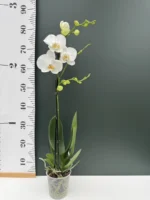 Ορχιδέα Phalaenopsis - White - Image 2