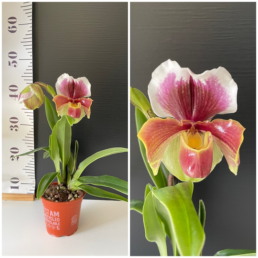 IMG_4466 Paphiopedilum Americano #3 - Image 1
