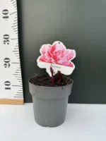 Παιώνια Paeonia Lactiflora Pink - Image 2
