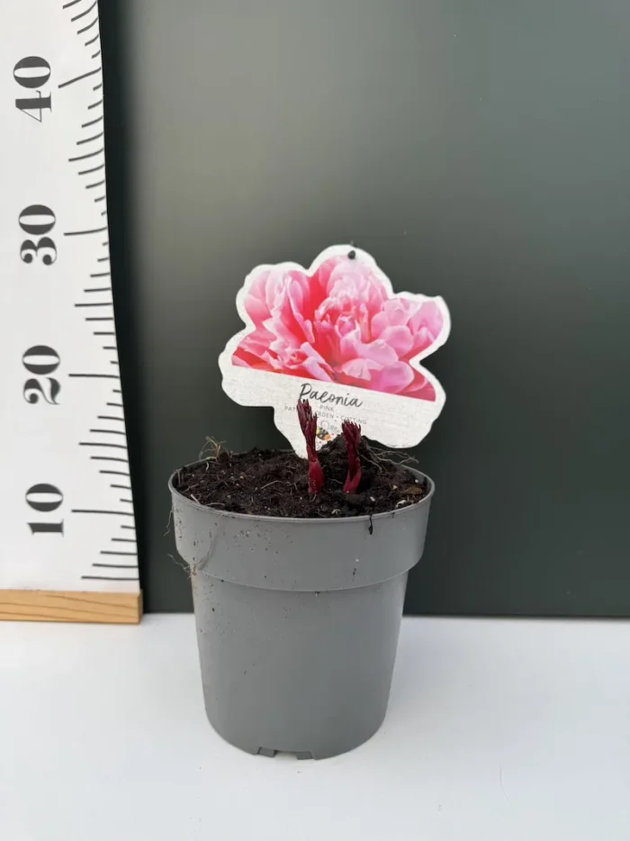 Παιώνια Paeonia Lactiflora Pink - Image 2