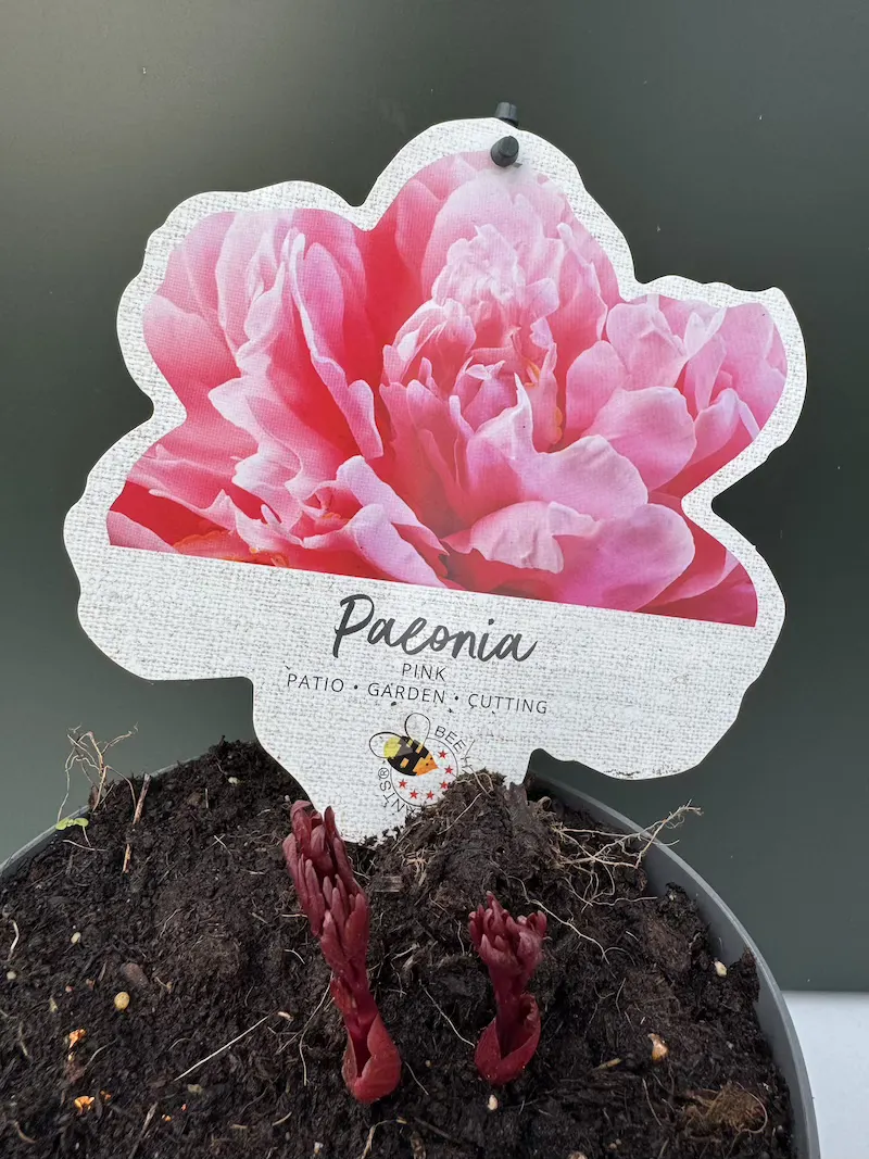 IMG_5436 Παιώνια Paeonia Lactiflora Pink - Image 1