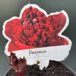 Παιώνια Paeonia Lactiflora Red