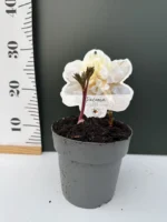 Παιώνια Paeonia Lactiflora White - Image 2