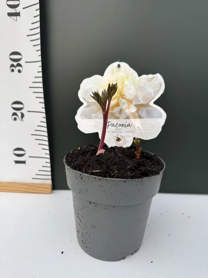 Παιώνια Paeonia Lactiflora White - Image 2