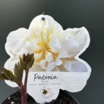 Παιώνια Paeonia Lactiflora White