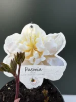 Παιώνια Paeonia Lactiflora White