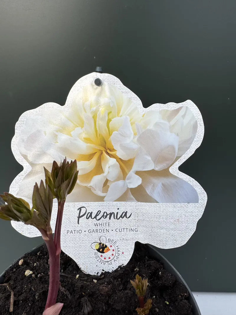 IMG_5440 Παιώνια Paeonia Lactiflora White - Image 1