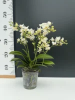 Phalaenopsis - Wild White - Image 2