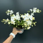 Phalaenopsis - Wild White