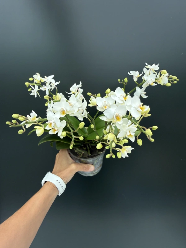 IMG_7487 Phalaenopsis - Wild White - Image 1