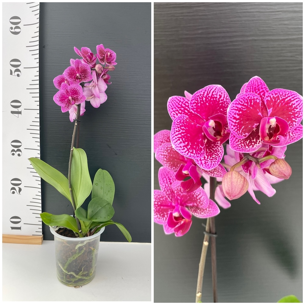 IMG_7727 Ορχιδέα Phalaenopsis Mf Happy Lip - Image 1