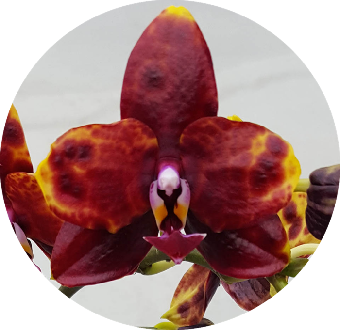 Phal. Allura Voodoo • Ελληνικές Ορχιδέες • Μοναδικές ορχιδέες με στυλ και αρώματα!