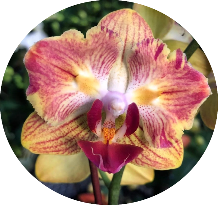 Phal. Fullers Gold Stripe 458 peloric 2 eyes • Ελληνικές Ορχιδέες • Μοναδικές ορχιδέες με στυλ και αρώματα!