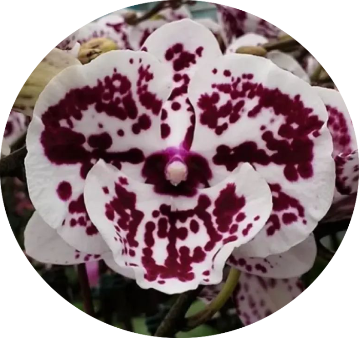 Phal. Lioulin R Lip 1274 • Ελληνικές Ορχιδέες • Μοναδικές ορχιδέες με στυλ και αρώματα!
