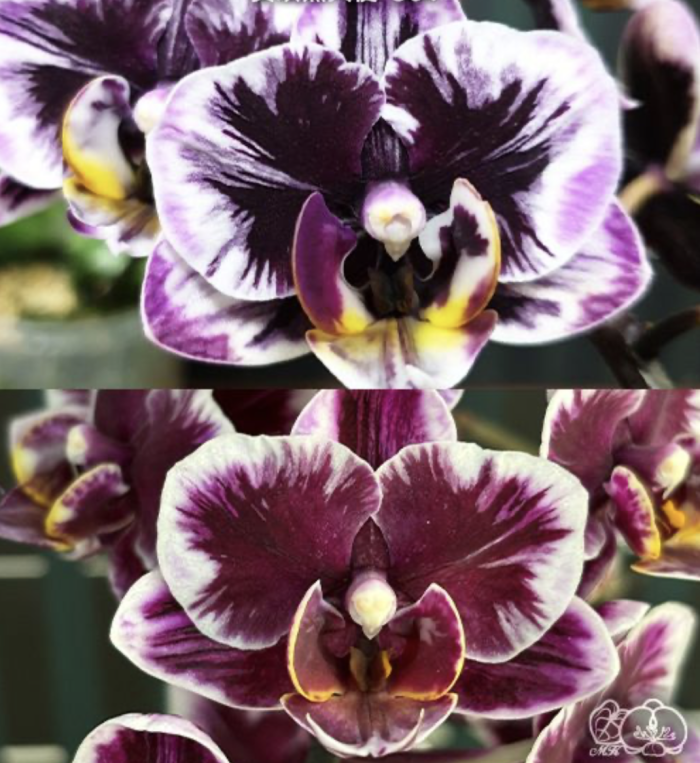 Phal. Miki Black Angel 364 55cm • Ελληνικές Ορχιδέες • Μοναδικές ορχιδέες με στυλ και αρώματα!