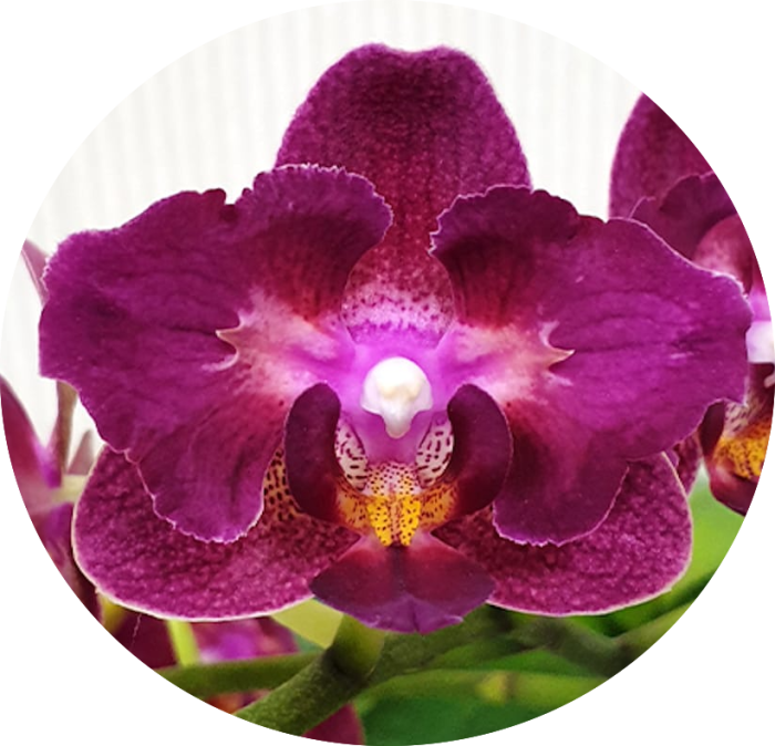 Phal. Miki Fire Eye 905 • Ελληνικές Ορχιδέες • Μοναδικές ορχιδέες με στυλ και αρώματα!
