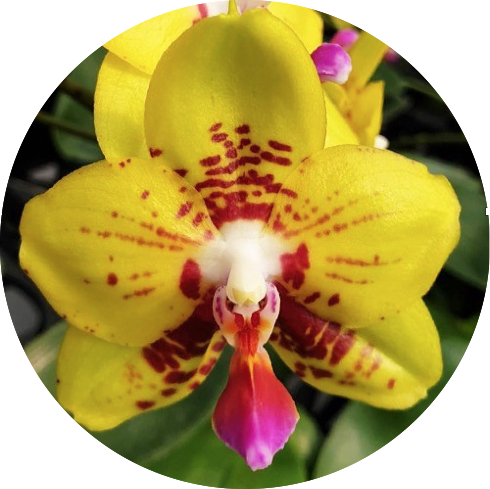 Phal. Summer Lady Phal. Summer Lady • Ελληνικές Ορχιδέες • Μοναδικές ορχιδέες με στυλ και αρώματα!