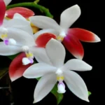 Ορχιδέα Phal. tetraspis 'C2'