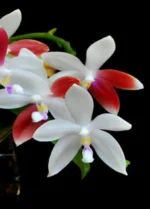 Ορχιδέα Phal. tetraspis 'C2'