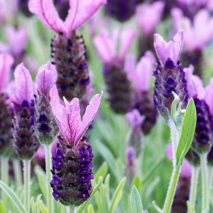 lavendula stoechas anouk lavender 3 • Ελληνικές Ορχιδέες • Μοναδικές ορχιδέες με στυλ και αρώματα!