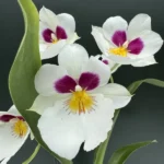 Ορχιδέα Miltoniopsis - Herralexander