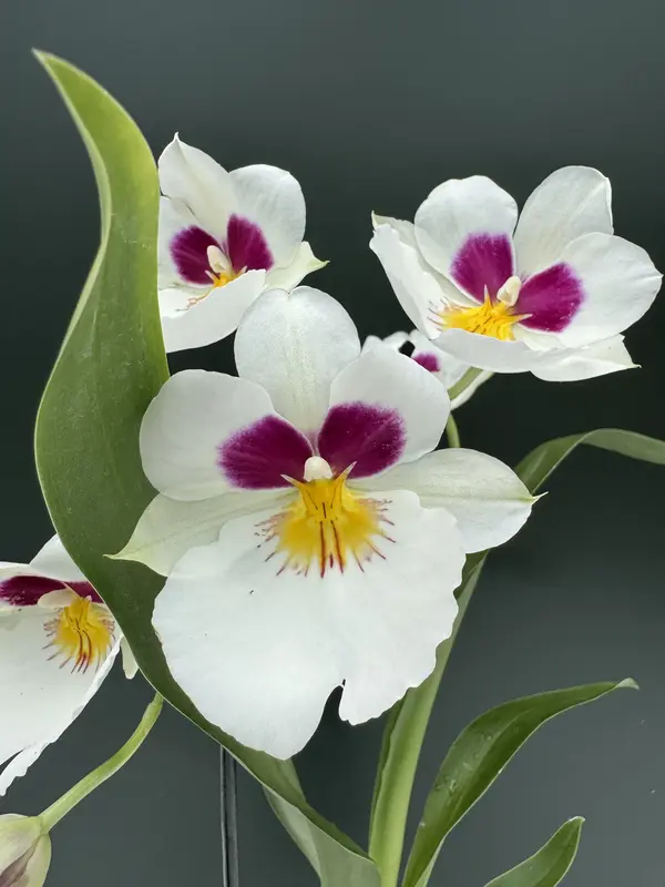 IMG_2851 IMG 2851 • Ελληνικές Ορχιδέες • Μοναδικές ορχιδέες με στυλ και αρώματα!