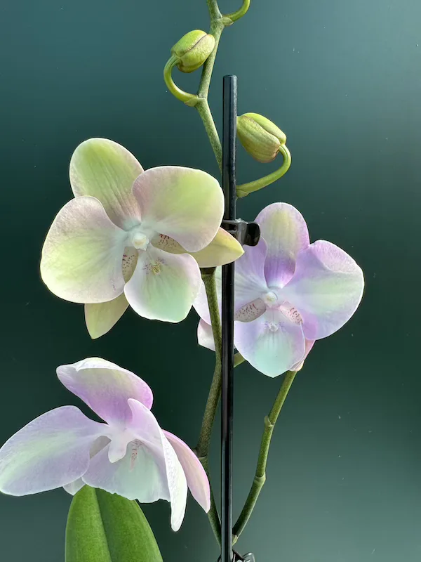 IMG_3123 IMG 3123 • Ελληνικές Ορχιδέες • Μοναδικές ορχιδέες με στυλ και αρώματα!