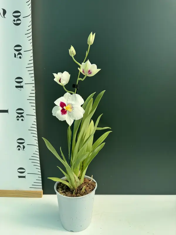 IMG_3149 IMG 3149 • Ελληνικές Ορχιδέες • Μοναδικές ορχιδέες με στυλ και αρώματα!