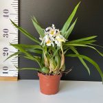 Ορχιδέα Coelogyne Cristata AROMA