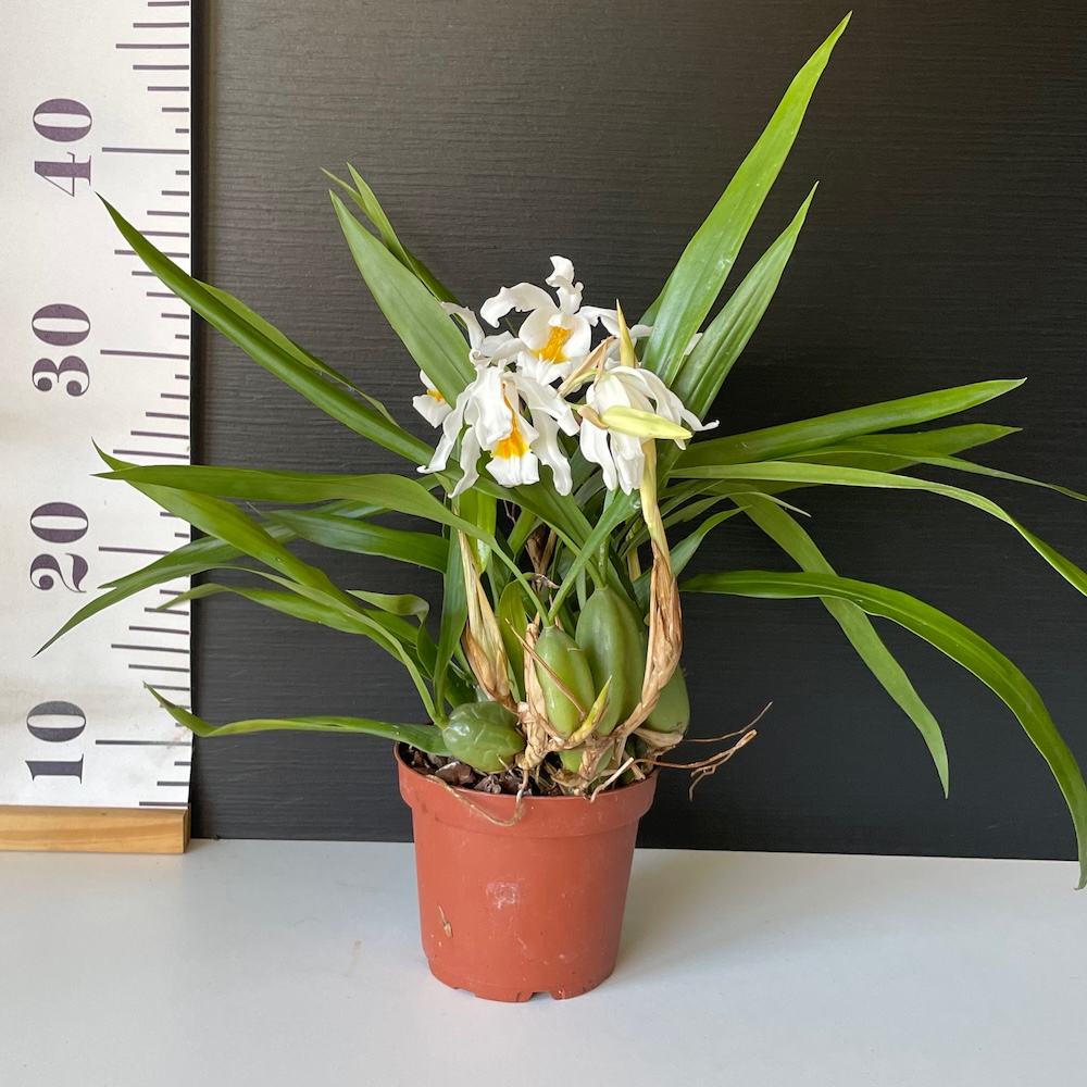 IMG_4266 Ορχιδέα Coelogyne Cristata AROMA - Image 1