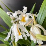 Ορχιδέα Coelogyne Cristata AROMA - Image 3