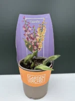 Garden Orchid (Ορχιδέα Κήπου) - Image 4