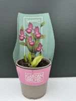 Garden Orchid (Ορχιδέα Κήπου) - Image 5