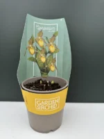 Garden Orchid (Ορχιδέα Κήπου) - Image 3