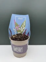 Garden Orchid (Ορχιδέα Κήπου) - Image 2