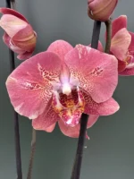 Phalaenopsis - Dragon Heart