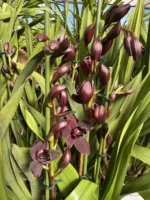 Ορχιδέα Cymbidium - Cali Night