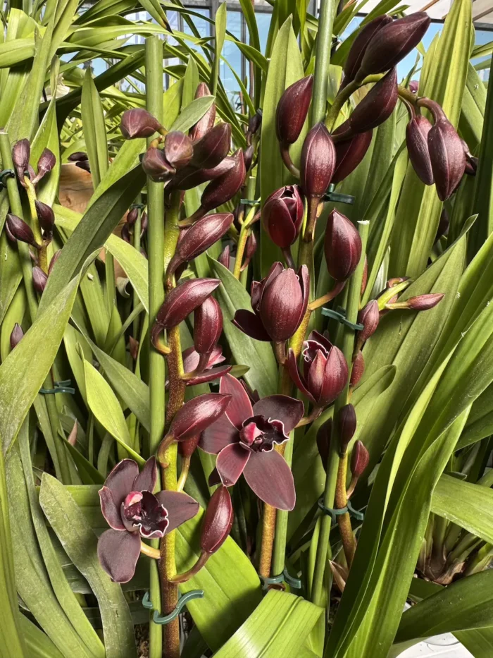 Ορχιδέα Cymbidium - Cali Night - Image 1