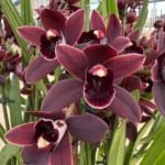 Ορχιδέα Cymbidium - Cali Night